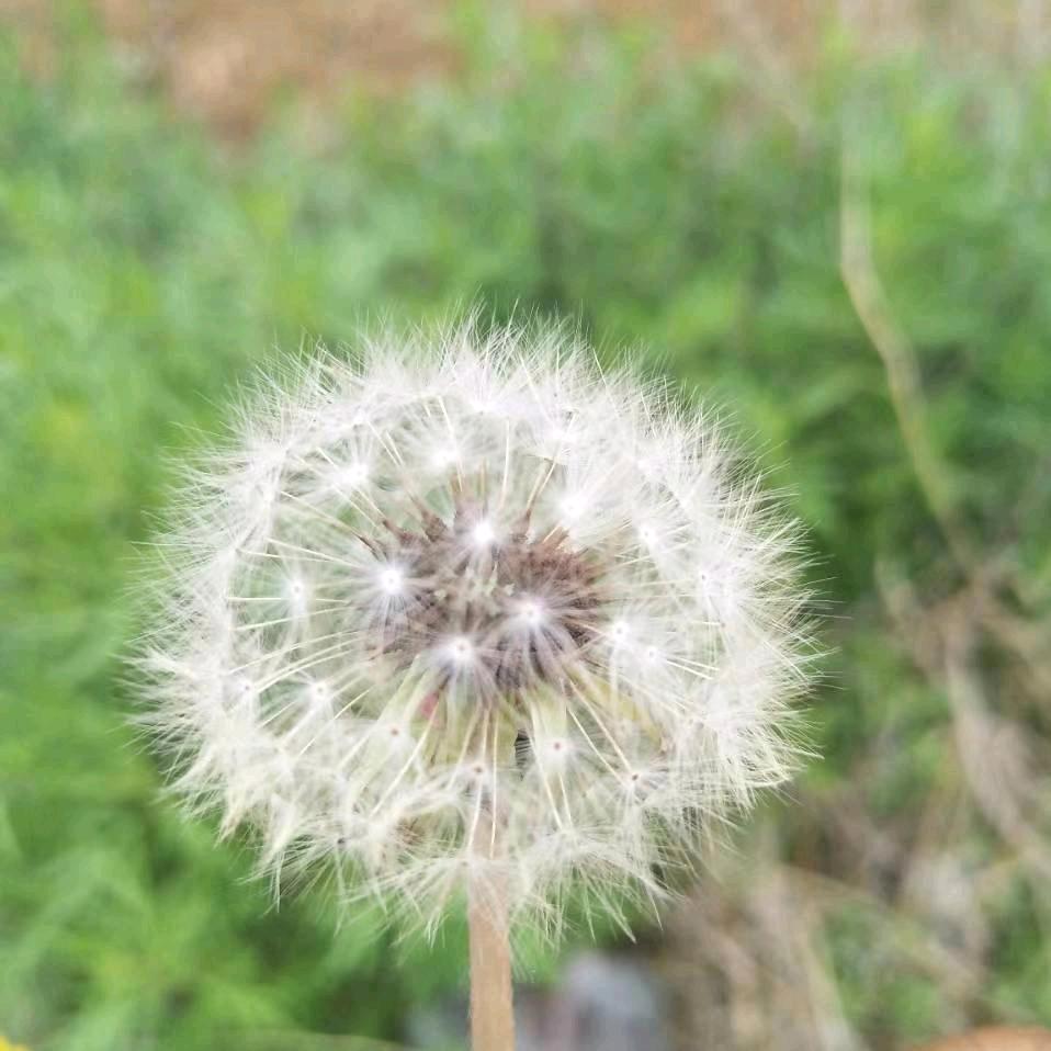 蒲公英🍂