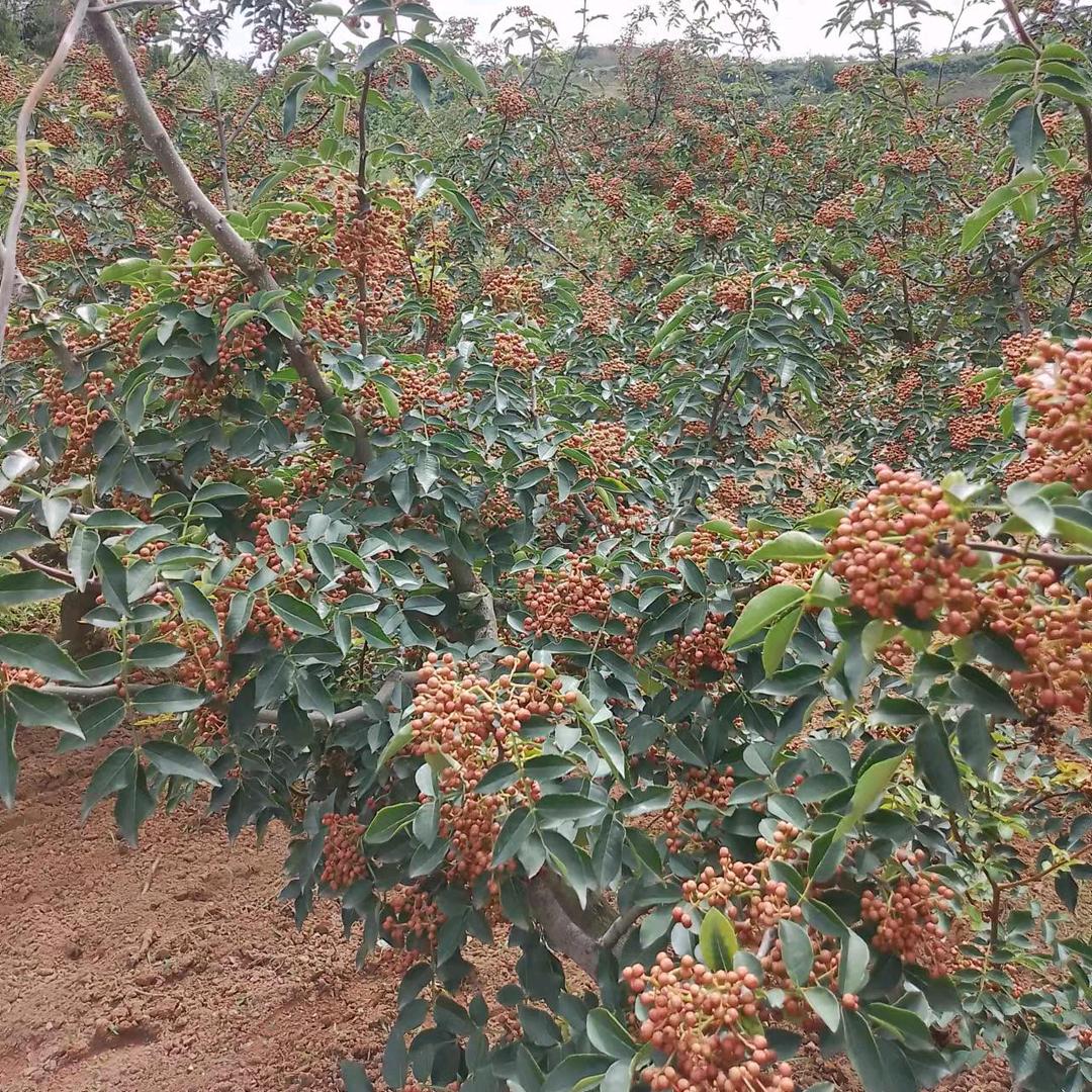 花椒姐