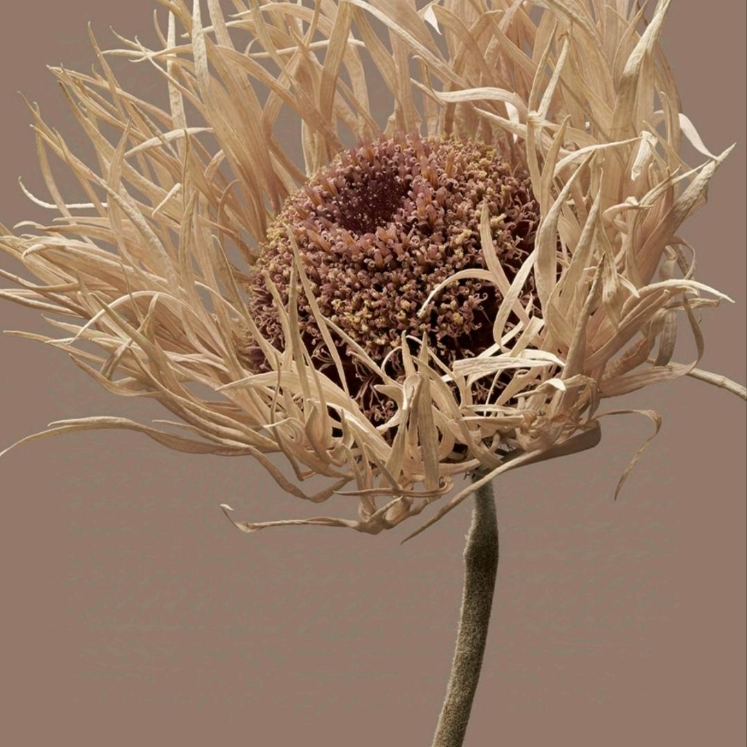 我的自由窝（自装中）