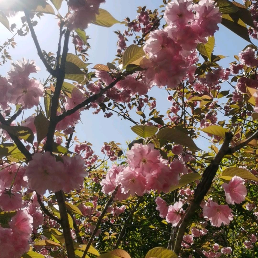 紫荆花