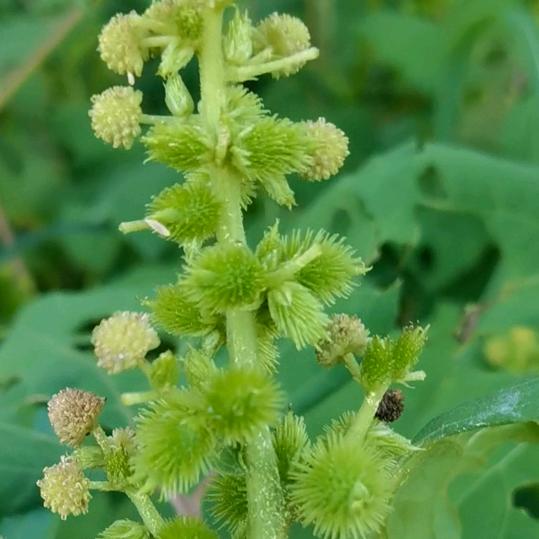 客家张姐释古方