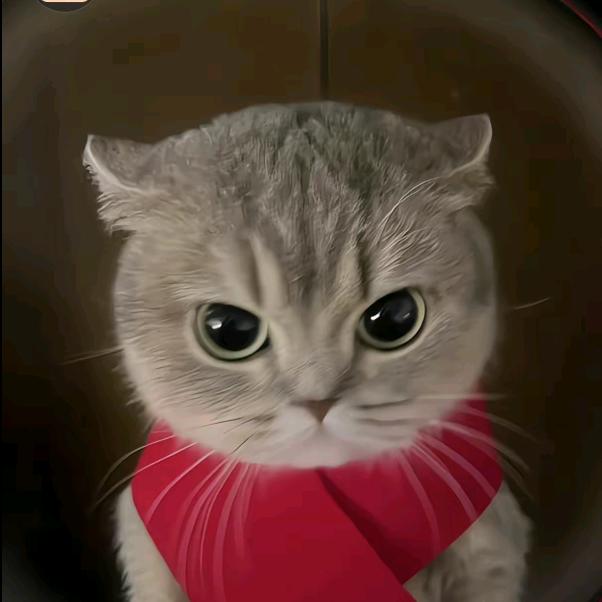 古德猫腻