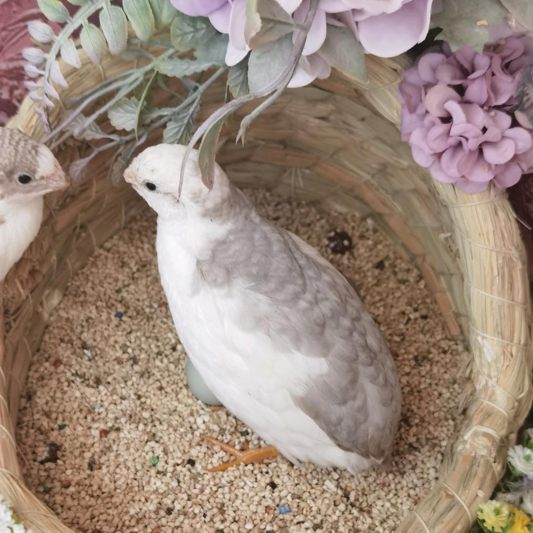 芦丁鸡百货——Y先生