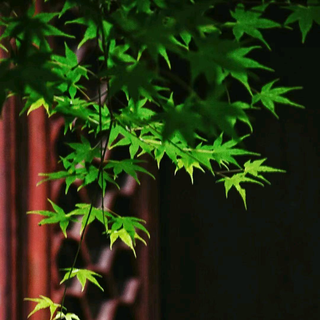 *流浪之鹰