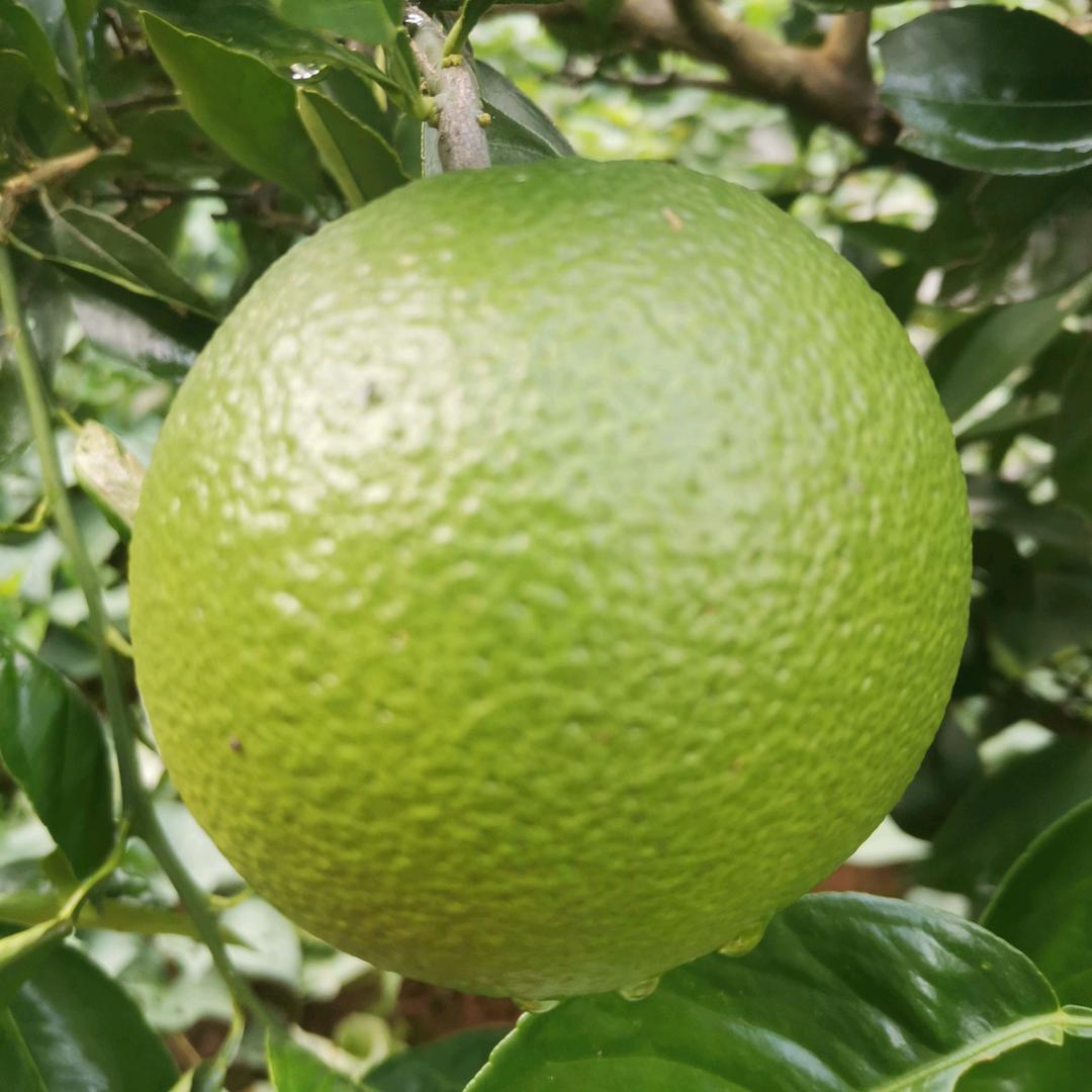 阿龙