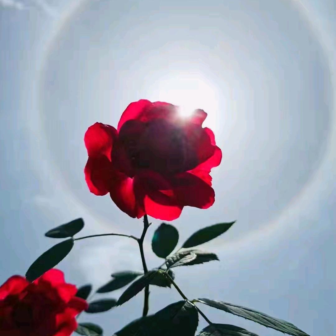 相    遇  🌺🌺