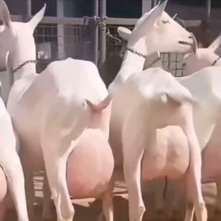 专业养殖萨能奶山羊