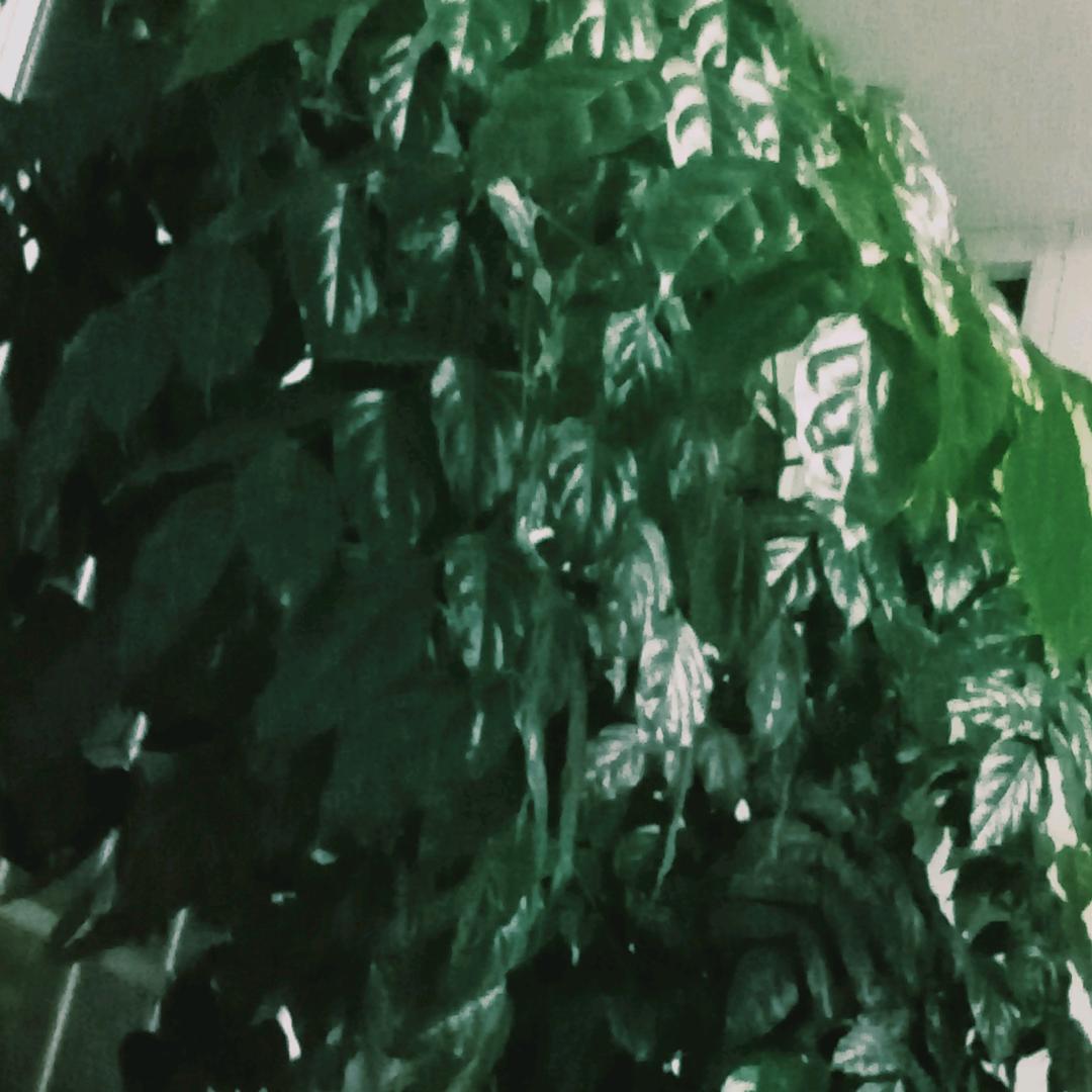 明