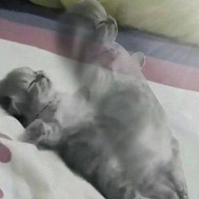 无敌旋风猪猪侠