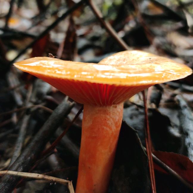 大竹山货老杨