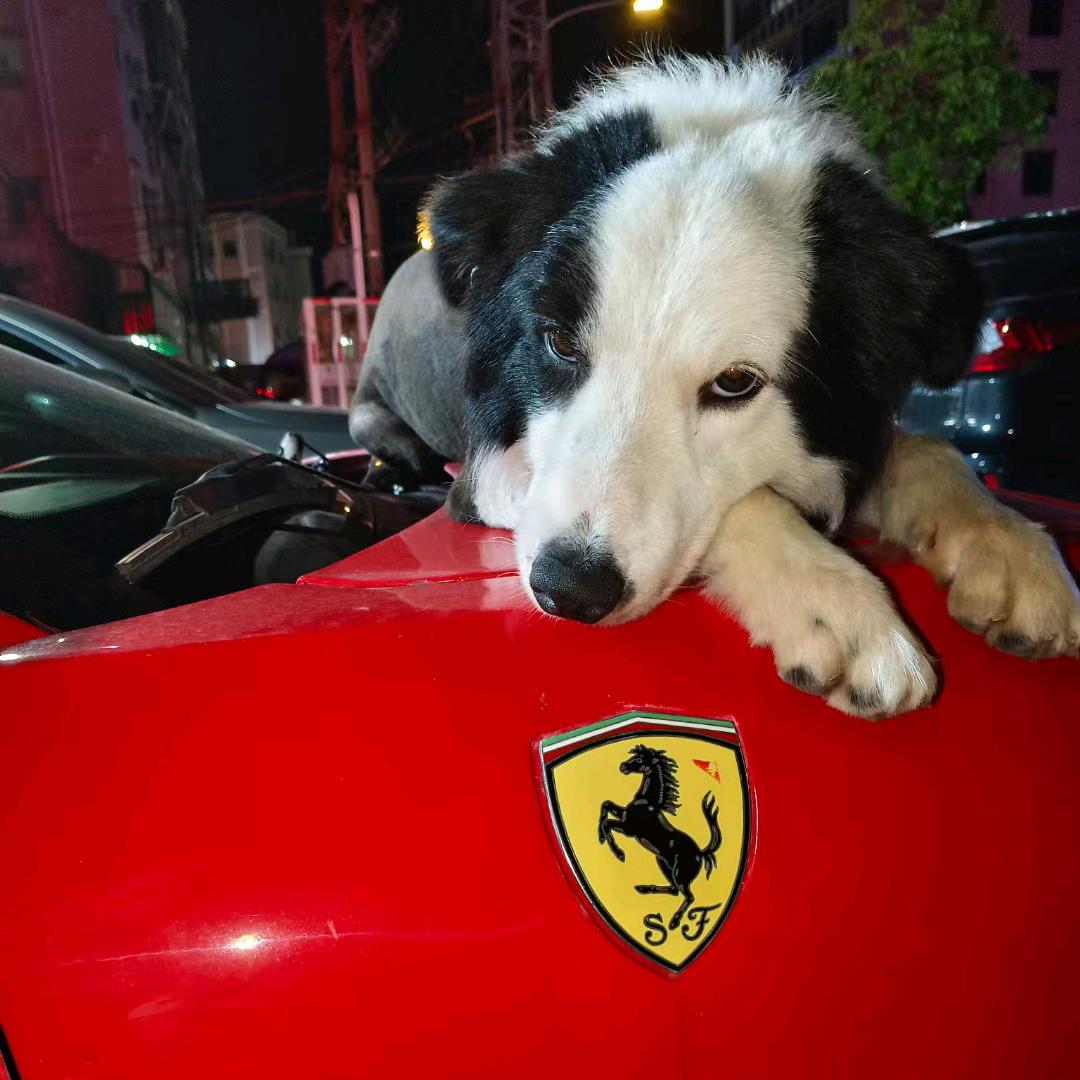 ✨️孤≈狼💫