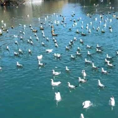 专业贴砖小土豆