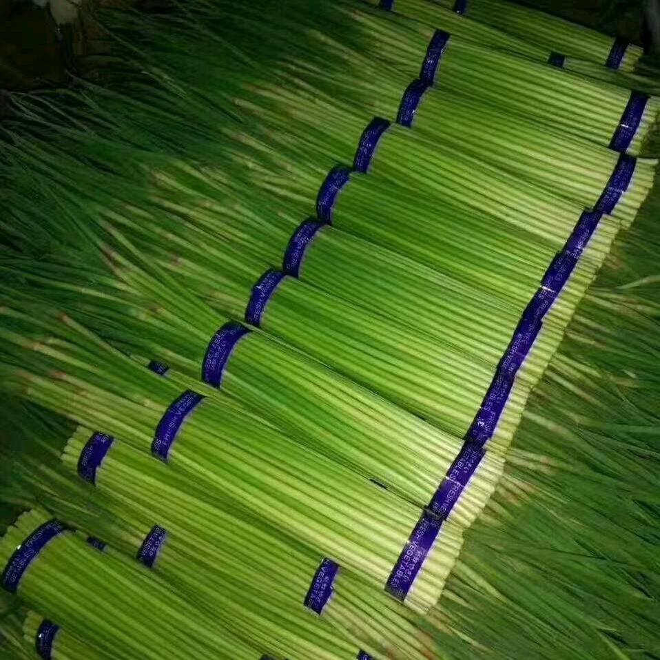 常年经销河南精品红帽蒜苔儿