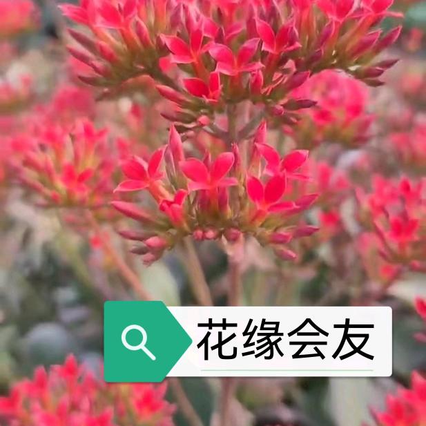 花卉凤尾