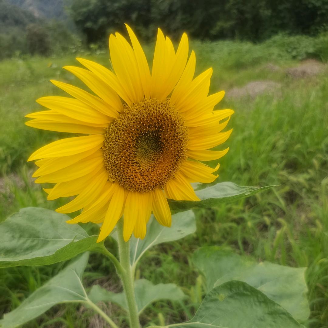 钱多多え