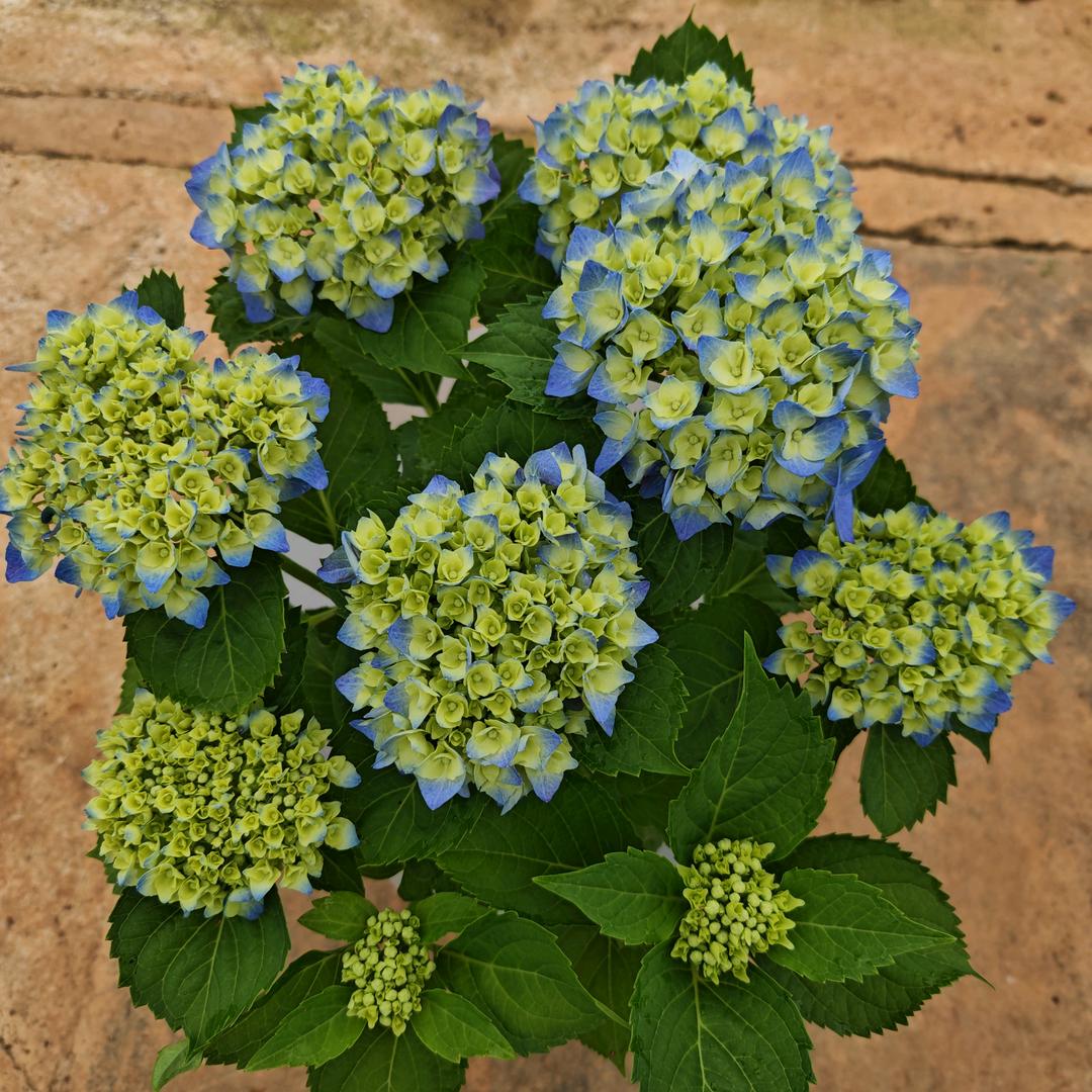 绣球花开，富贵来