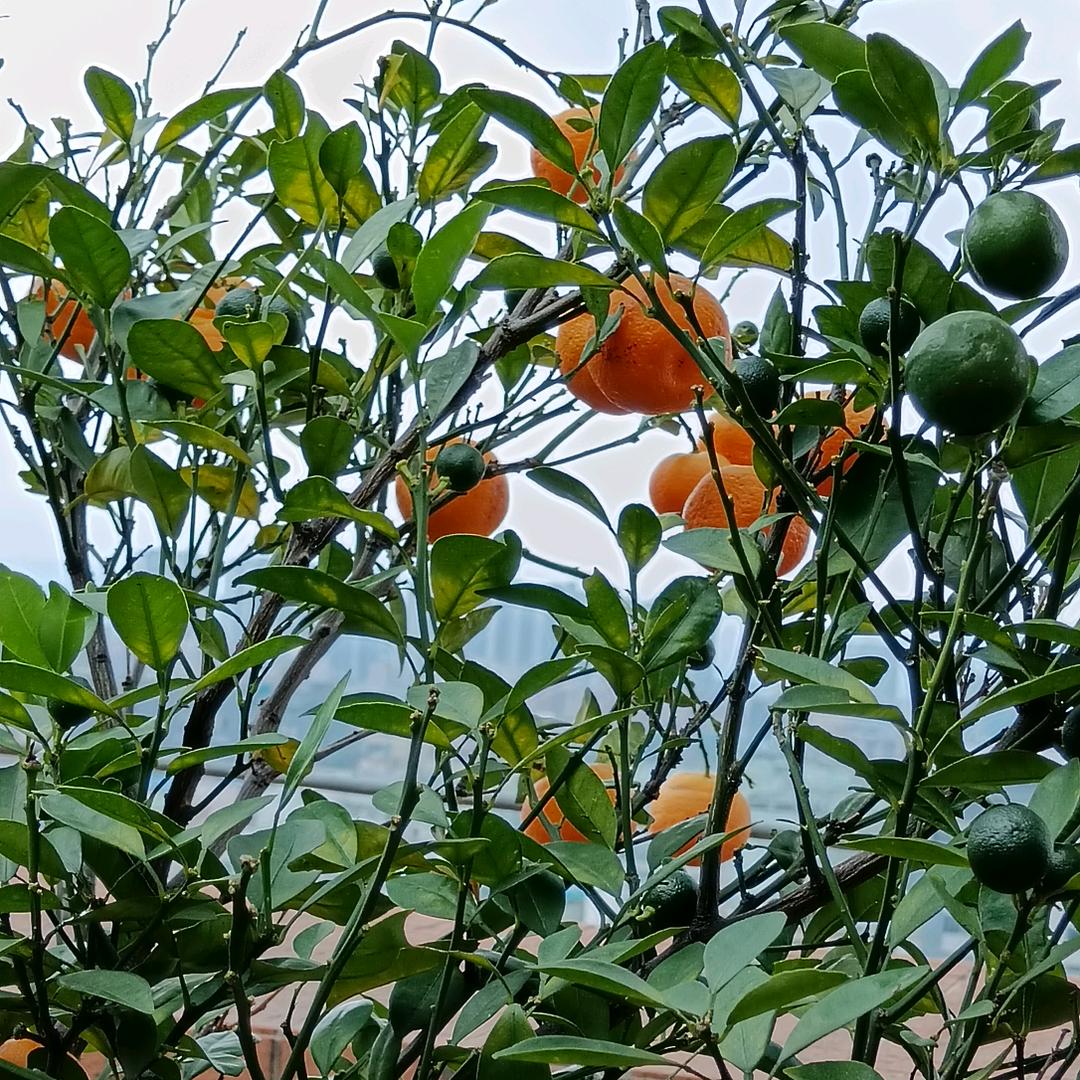 菏花