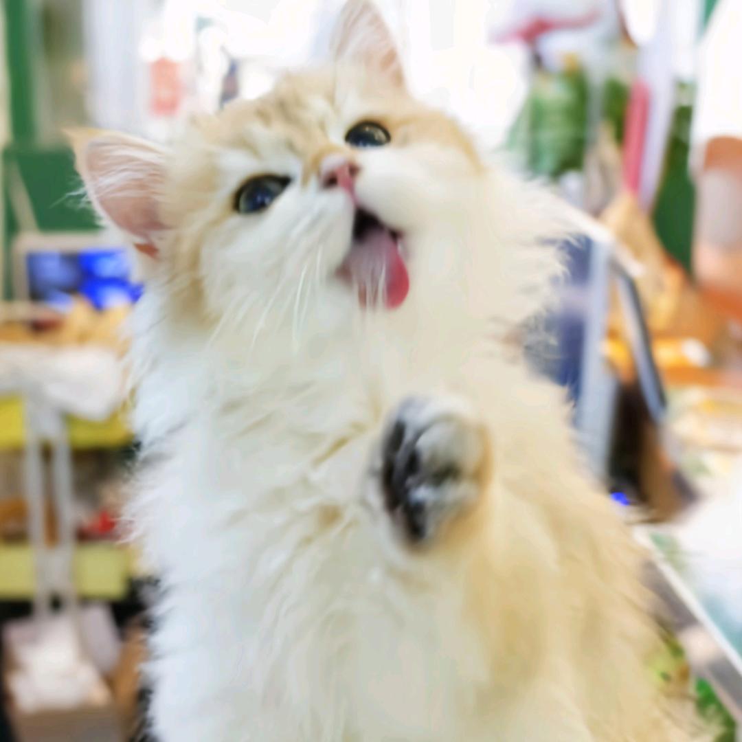 六只快乐的猫猫