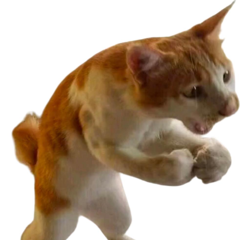 猫猫