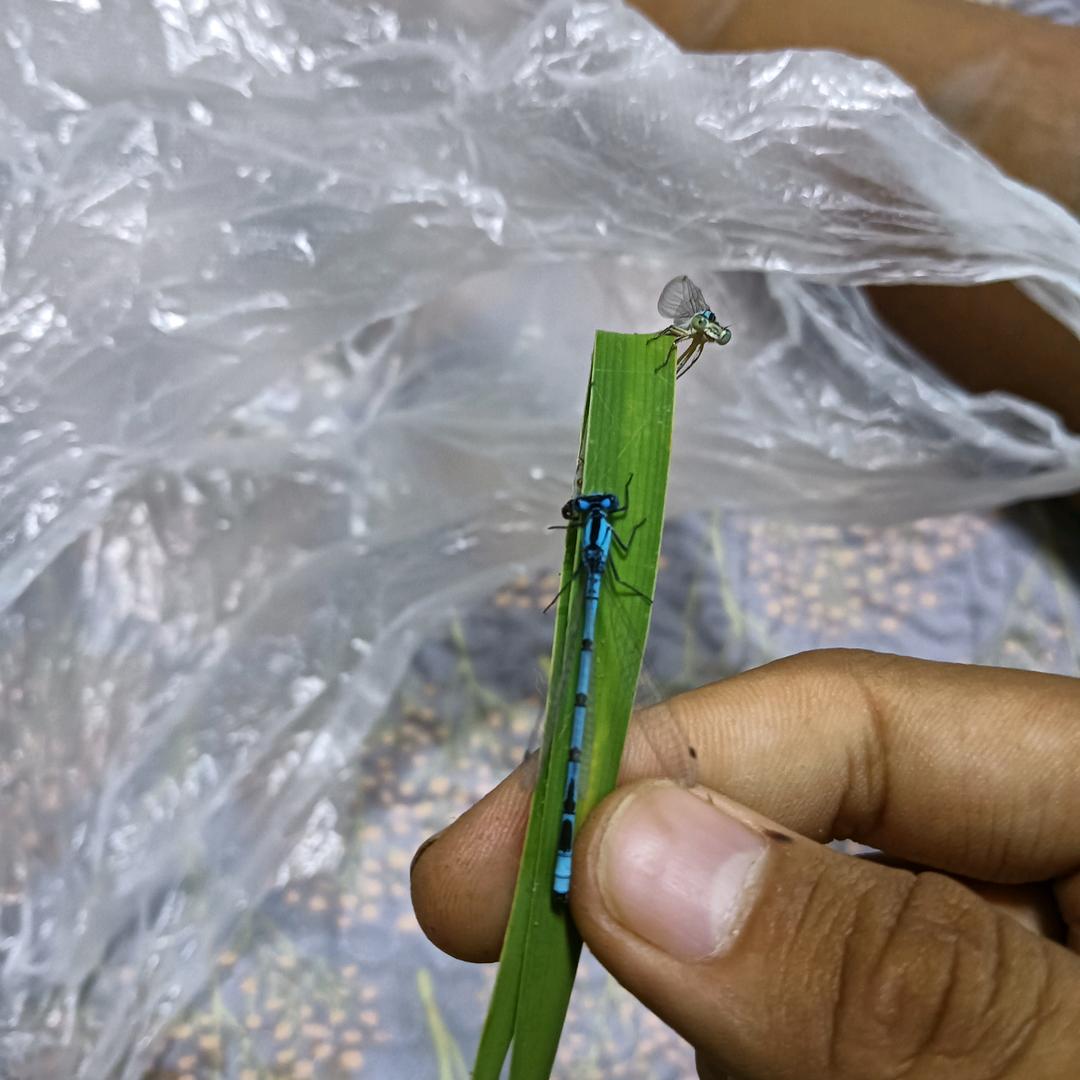 翱翔坤吴帅版(万蠊缸