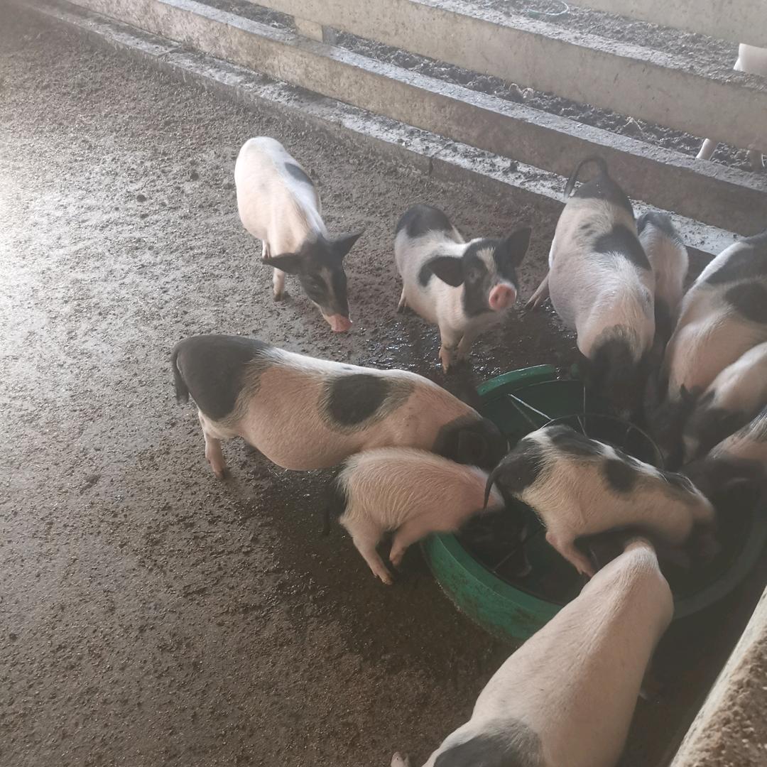 小胖（生态养殖）