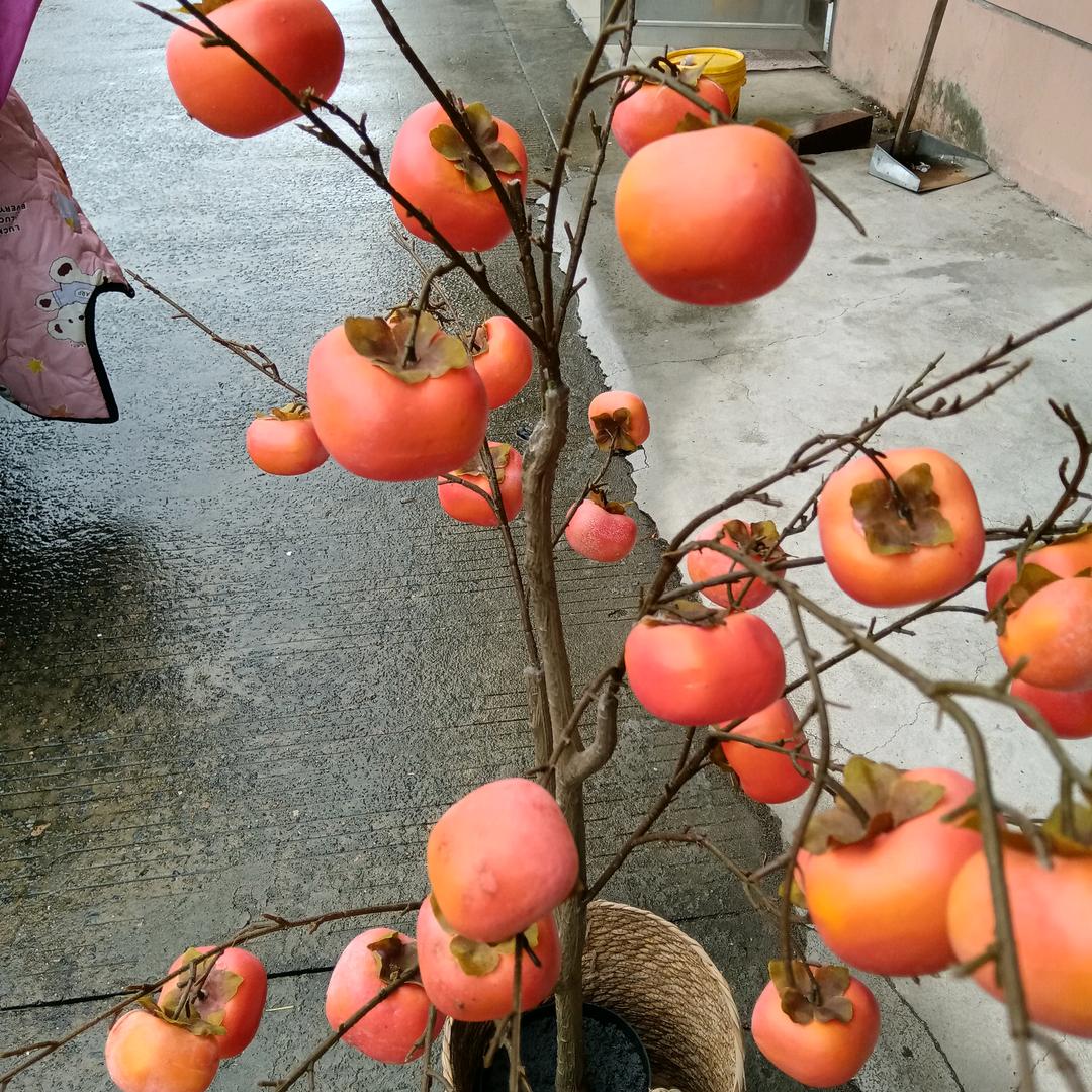贤惠美丽