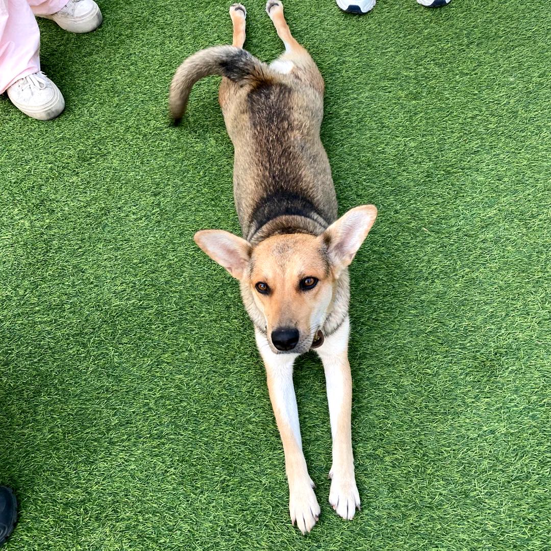 可爱修狗（游戏版）