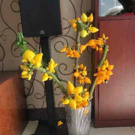 文艺花卉云南鲜花批发基地。