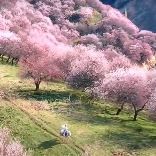 玉秀（带娃奶奶）