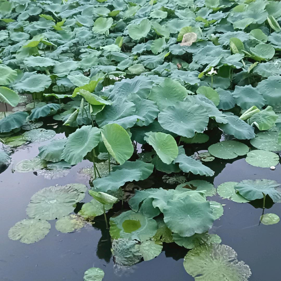 顺风顺水