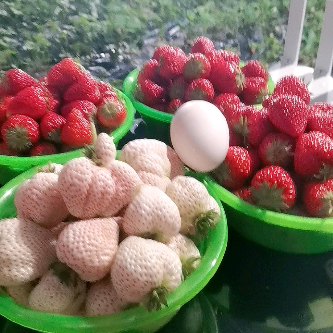 崔健草莓园小时达