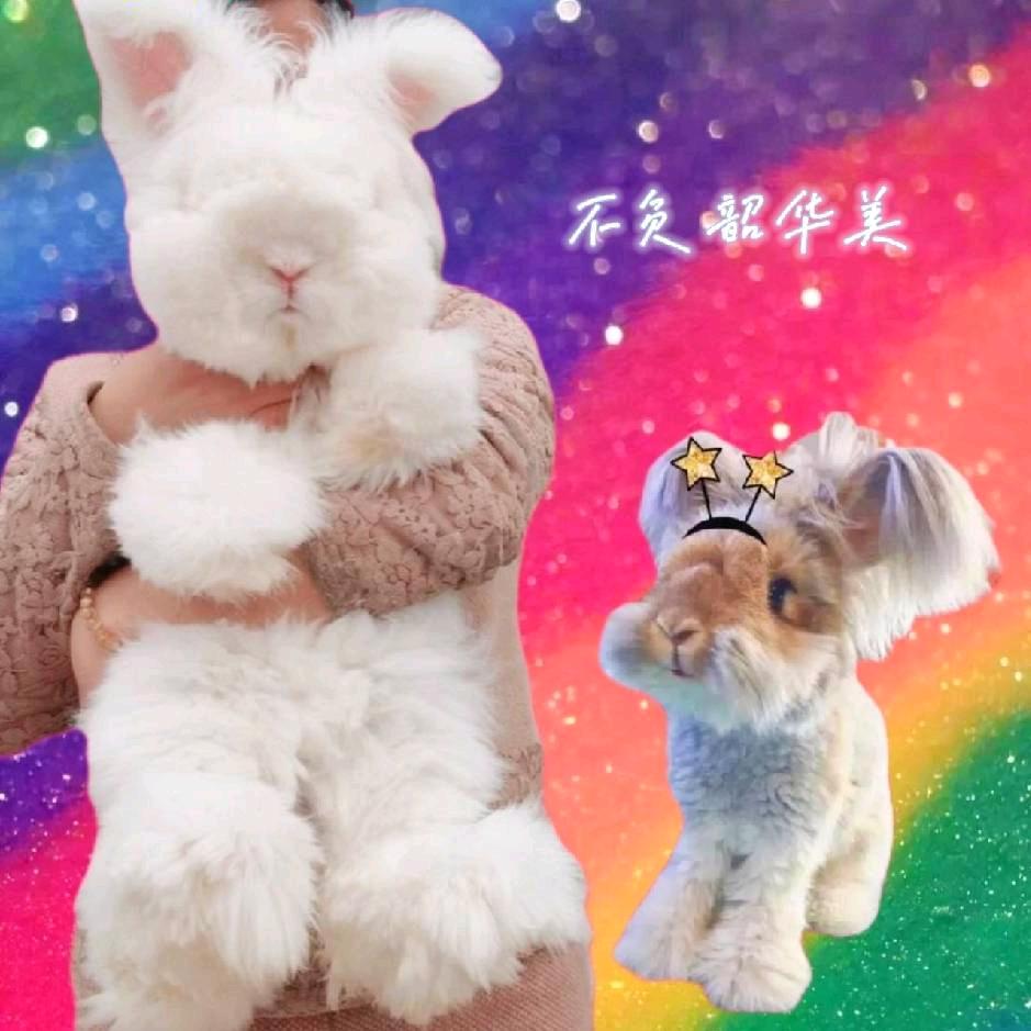 轩泰安哥拉兔舍(互)