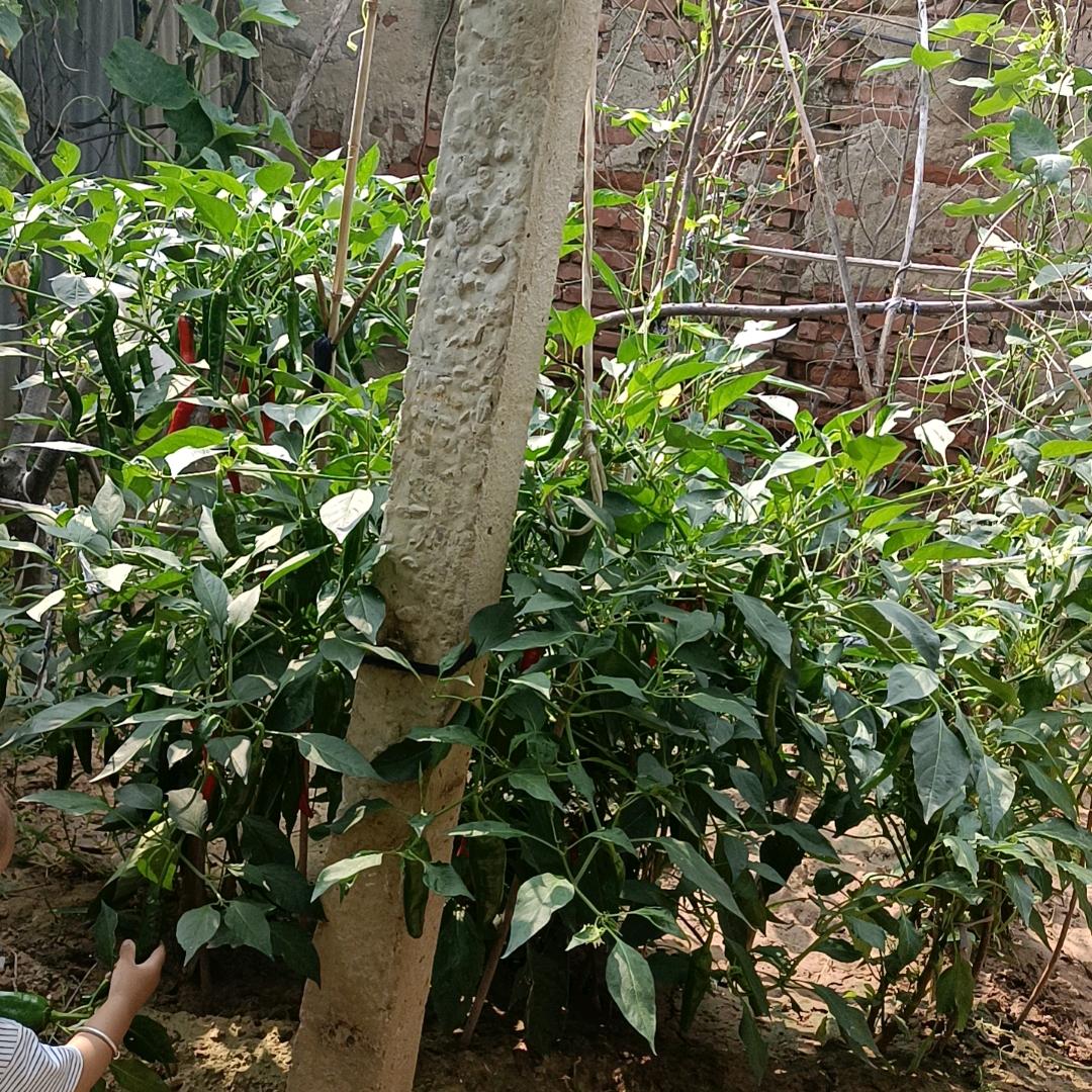 幸运手工鞋