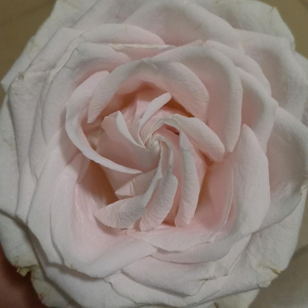 🌈慢悠悠的玫瑰脑袋