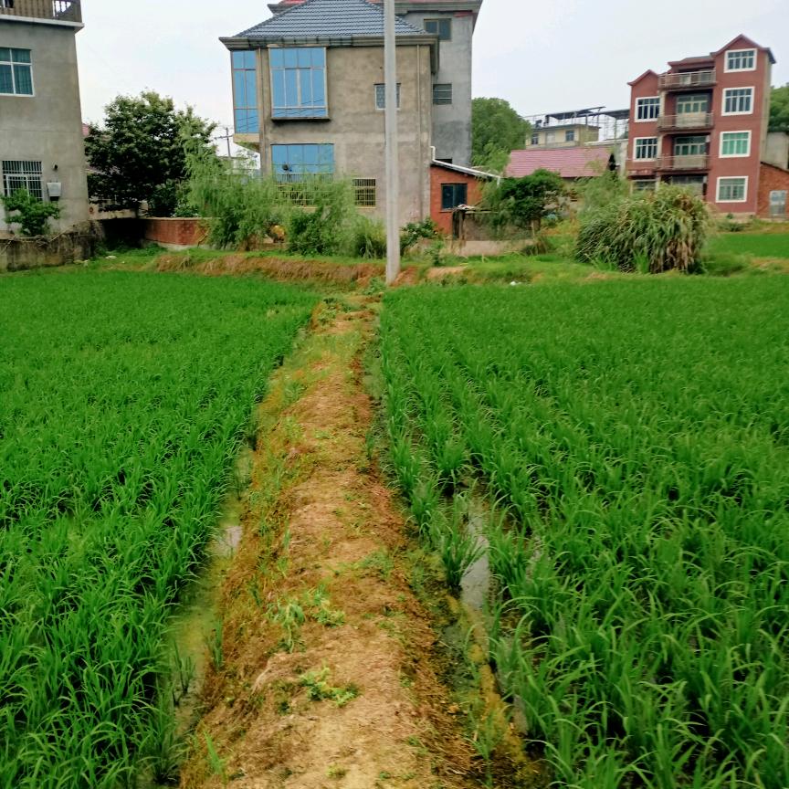 小小山村的回忆