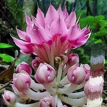 囍囍☞秀☜囍囍