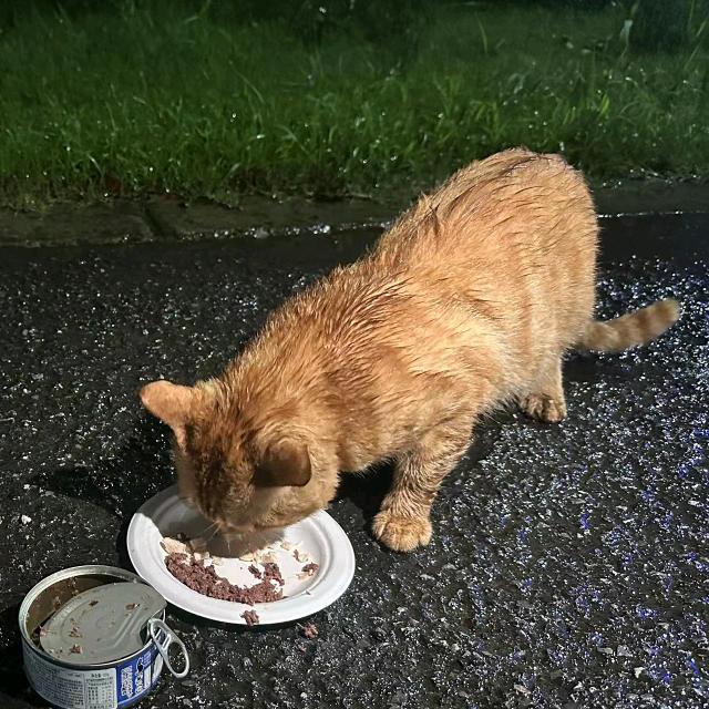 沪上猫爸