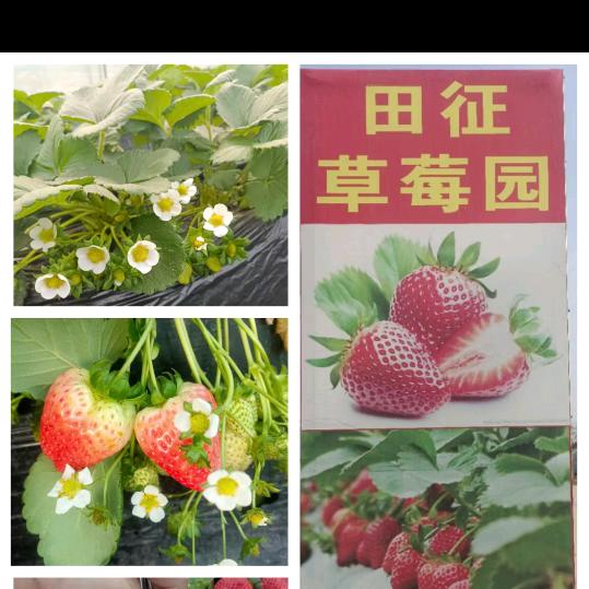 🍓🍓田征草莓采摘园