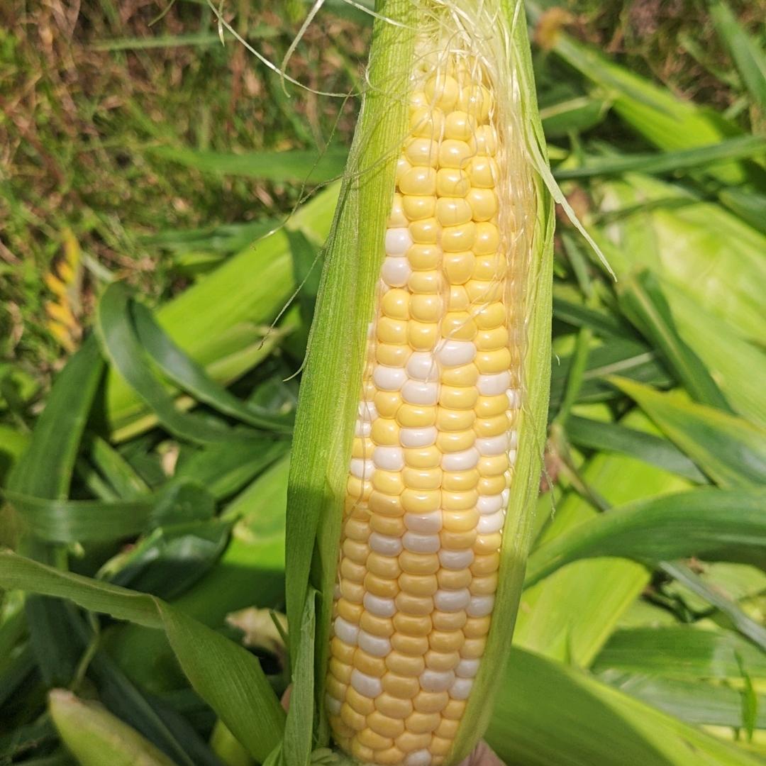 阳光