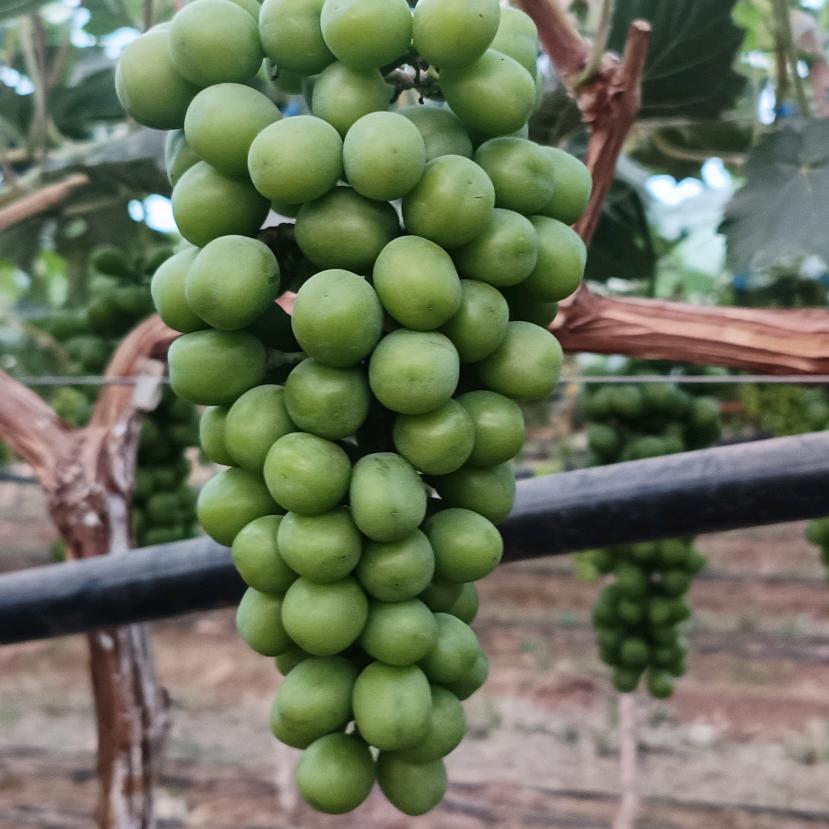 滑县半坡店宏福种植农场阳光玫瑰基地