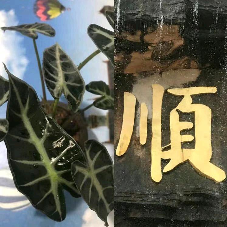 水中捞月、如鱼得水