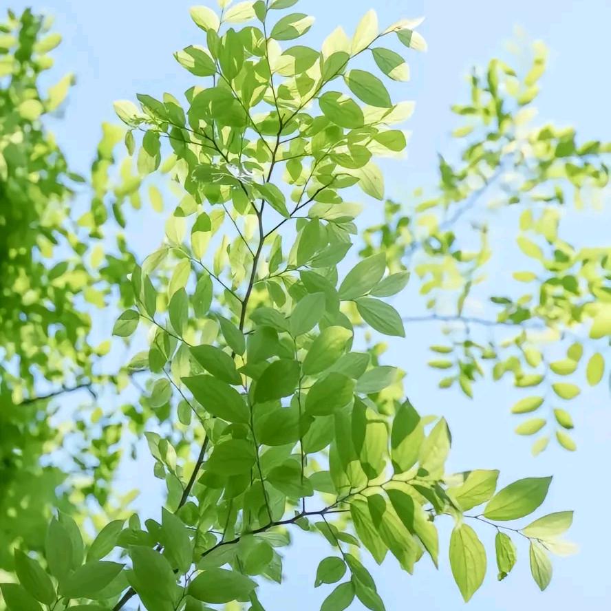 璀璨阳光黄蜡玉石馆！