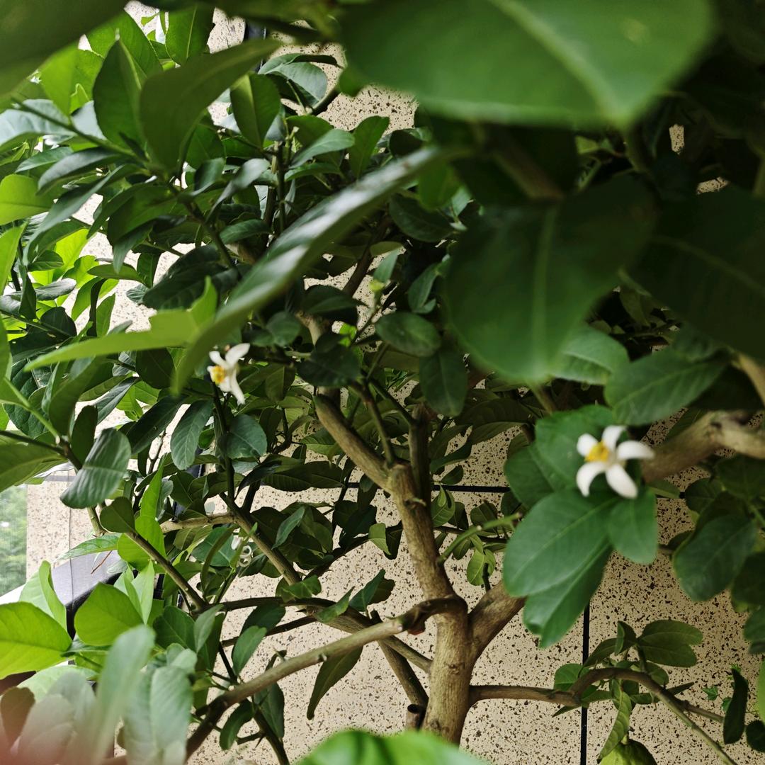 花开富贵蝶自来