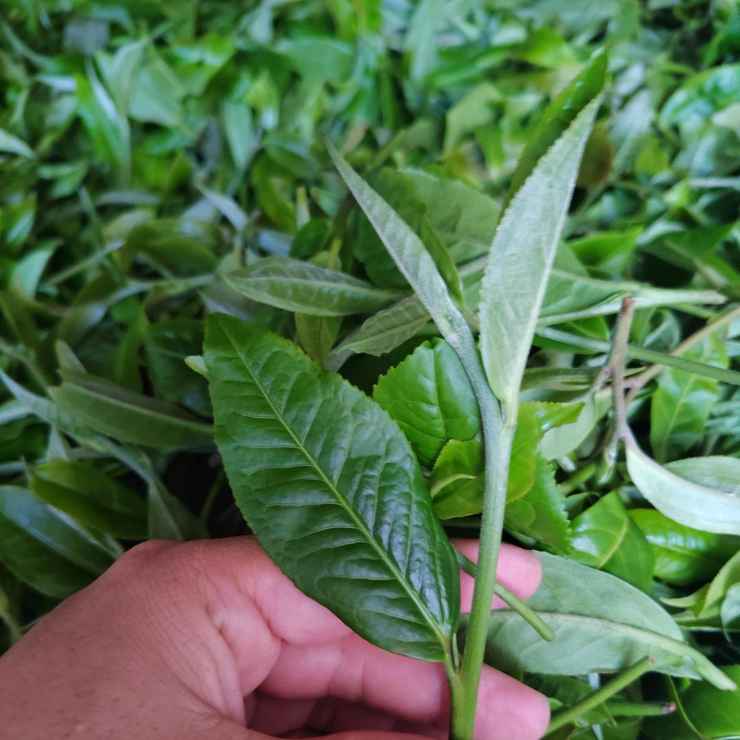 茶～灵～