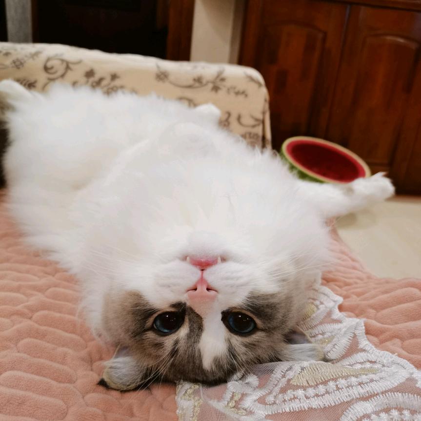 果冻LJing头像