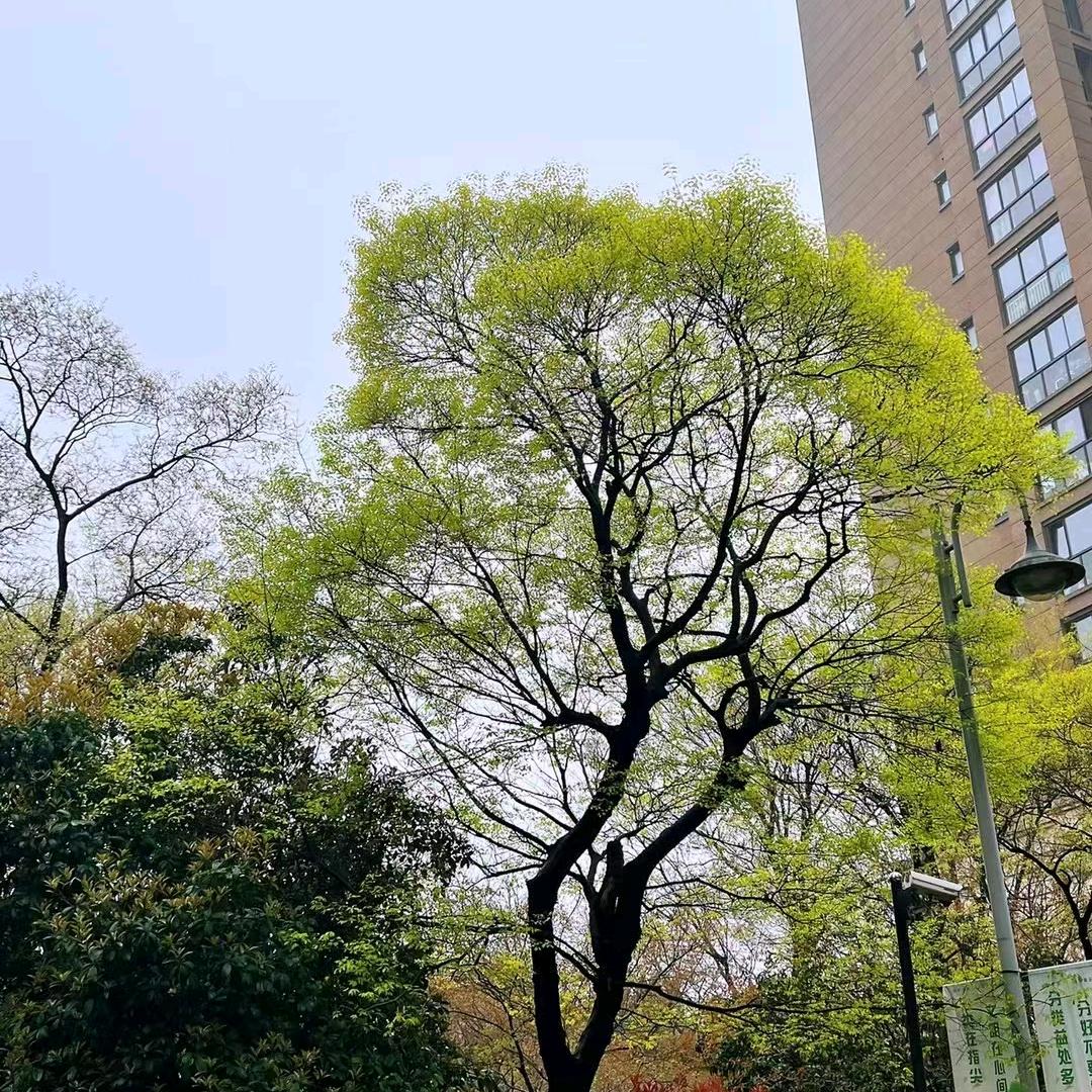 最真的梦👌🏻