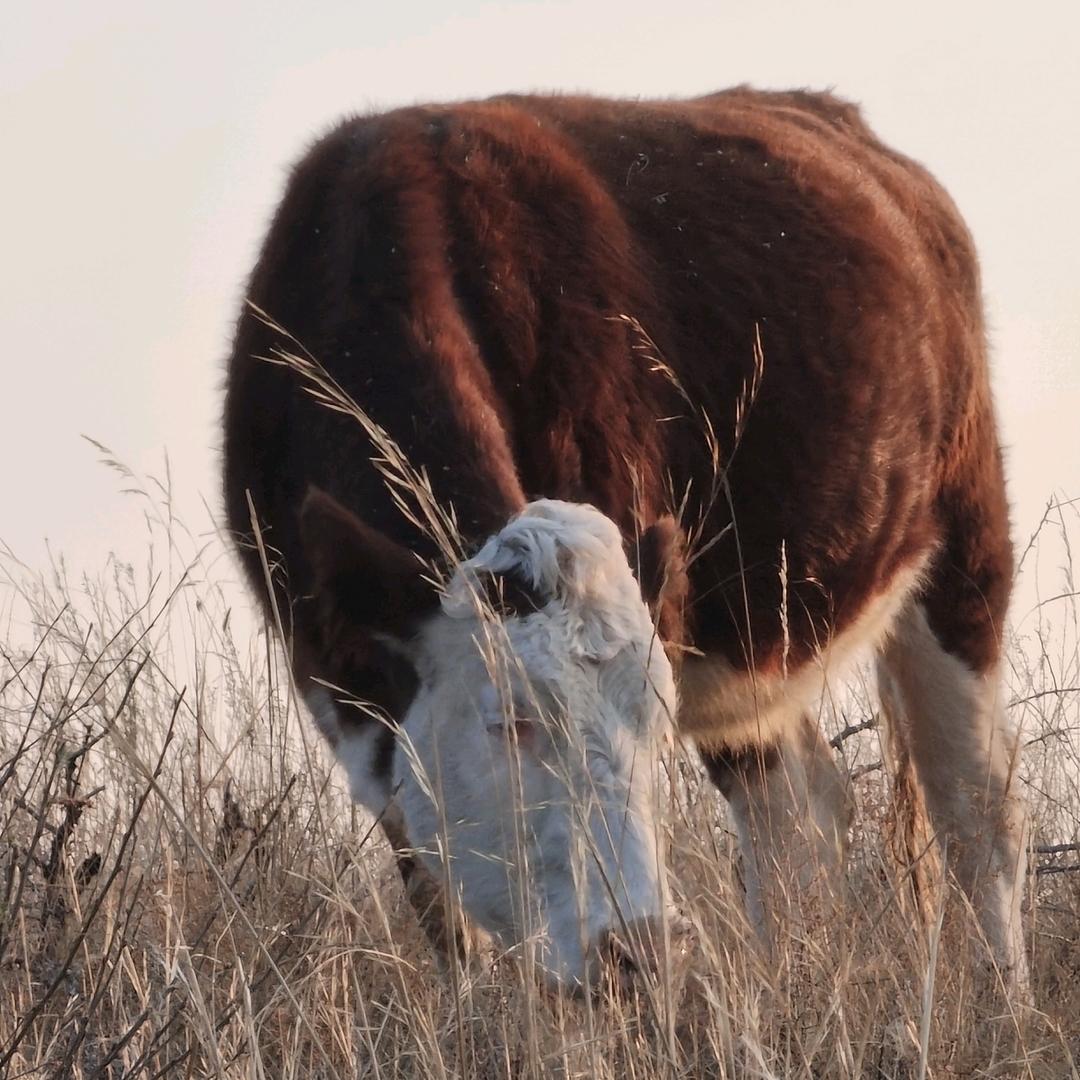 80后养牛人<龙哥>