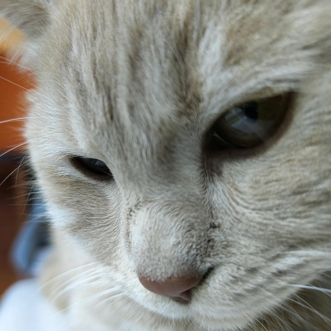 歹毒的咸鱼