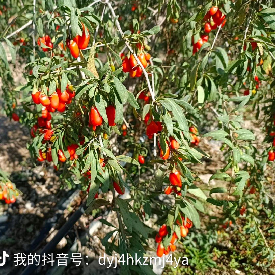 一生只爱自己