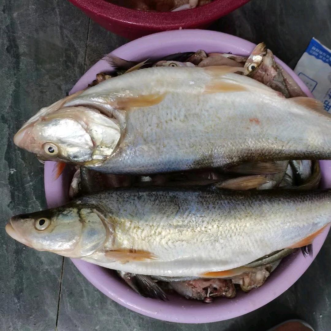 飞狐兄弟